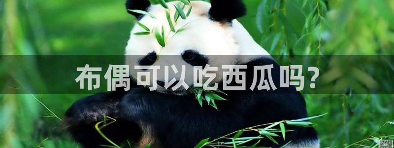51.cgfun吃瓜：布偶可以吃西瓜吗?