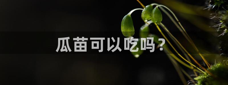 吃瓜后嗓子痒怎么回事：瓜苗可以吃吗？